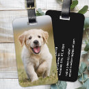 Pesquisar por imagem do cão bagagem tags Férias