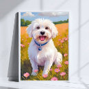 Pesquisar por cão maltês pôsteres Animal