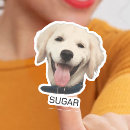 Pesquisar por pets fotografia Dogs