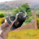 Pesquisar por búfalo africano cartoes postais Animal