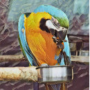 Pesquisar por papagaio azul impressão de canvas Arte