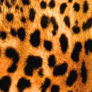 Pesquisar por tem você meu visto roupas Qualquer pessoa