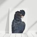 Pesquisar por pássaro vermelho pósteres pôsteres Cockatoo