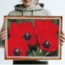 Pesquisar por vermelho da tulipa pósteres pôsteres Flores de primavera