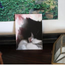 Pesquisar por tuxedo cat pôsteres Terno