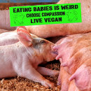 Pesquisar por vegano adesivos carros Direitos dos animais