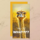 Pesquisar por avestruz cartoes Pássaro