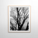 Pesquisar por névoa artes pôsteres Fotografia