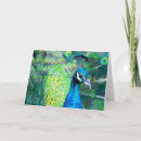 Pesquisar por do peafowl cartoes Green
