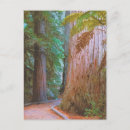 Pesquisar por maori cartoes postais Zealand