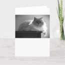 Pesquisar por gato branco cartoes Preto e branco