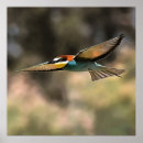 Pesquisar por voo artes pôsteres Aves