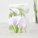 Pesquisar por calla lily flower cartoes postais White