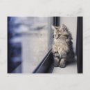 Pesquisar por gato persa cartoes postais Horizontal