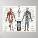 Pesquisar por órgão anatomia pôsteres Biologia