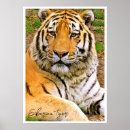 Pesquisar por tigre pôsteres Siberiano