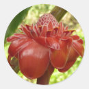 Pesquisar por flores tropicais vermelhas adesivos Floral