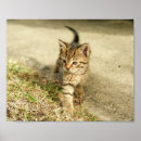 Pesquisar por gatos bonitos pôsteres bebê crianças Gatinho