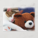 Pesquisar por comprimido cartoes postais Gatos