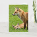 Pesquisar por família raposa cartoes Raposas