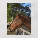 Pesquisar por cavalo marrom cartoes postais Animal