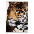 Pesquisar por jaguar cartoes postais Grande