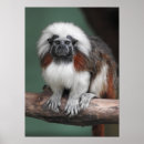 Pesquisar por tamarin pósteres pôsteres Macaco