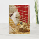 Pesquisar por pato engraçado cartoes Casal