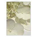Pesquisar por hydrangea do lacecap Floral
