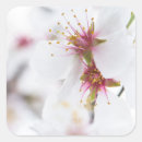 Pesquisar por amêndoa adesivos Flor de amêndoa