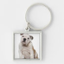 Pesquisar por buldogue inglês chaveiros Cães