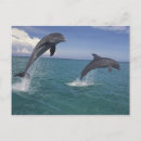 Pesquisar por golfinho de bottlenose Salto