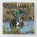 Pesquisar por pato relogios de parede Aves aquáticas