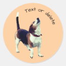 Pesquisar por beagle adesivos Cão