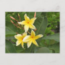 Pesquisar por plumeria cartoes postais Flores