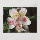 Pesquisar por pétalas cor de rosa cartoes postais Planta
