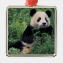 Pesquisar por lobo ornamentos Urso