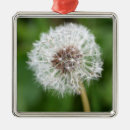 Pesquisar por sementes ornamentos Flores
