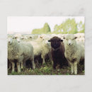 Pesquisar por cenas rurais cartoes postais Ovelha