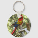 Pesquisar por macaw chaveiros Papagaio