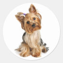 Pesquisar por yorkshire terrier Cachorrinho