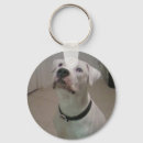 Pesquisar por buldogue americano chaveiros Bonito