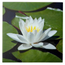 Pesquisar por lírio branco azulejos Natureza