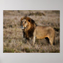 Pesquisar por leão africano pôsteres África