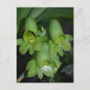 Pesquisar por orquídea selvagem cartoes postais Flor