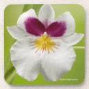 Pesquisar por orquídeas porta copos Fotos da flor