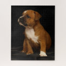Pesquisar por inglês bull terrier Fofofo