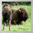 Pesquisar por búfalo americano pôsteres Bison