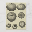 Pesquisar por starfish cartoes postais Litoral