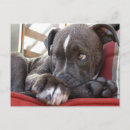 Pesquisar por cão pitbull cartoes postais Animal